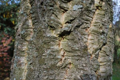 Phellodendron amurense - korkovník amurský - borka